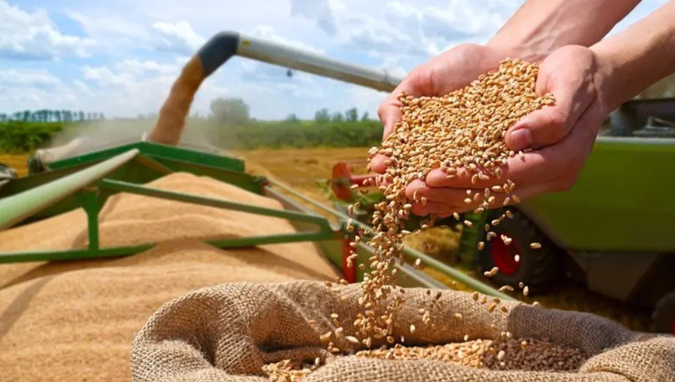 قفزة قياسية للقمح الأوروبي بفعل صعود أسعار النفط